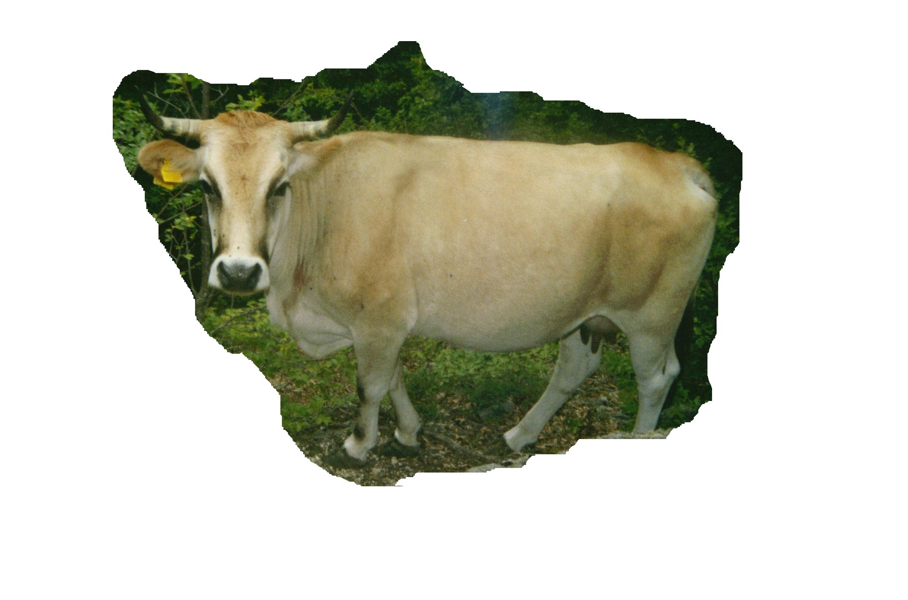 Animali al pascolo